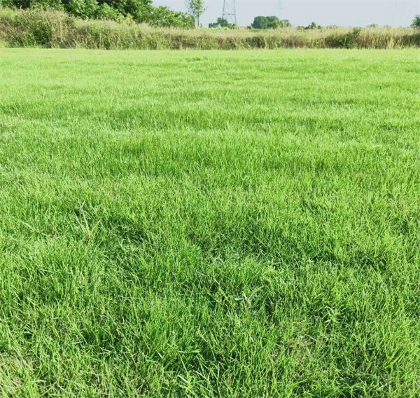 馬尼拉